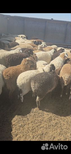 Овцы бараны ягнята