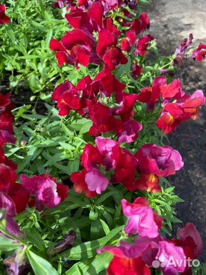 Виола, Петуния, Бархатцы,Бегония и.т.д