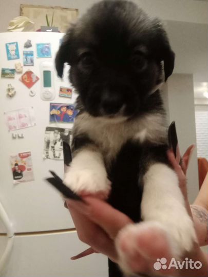 Щенок в добрые руки