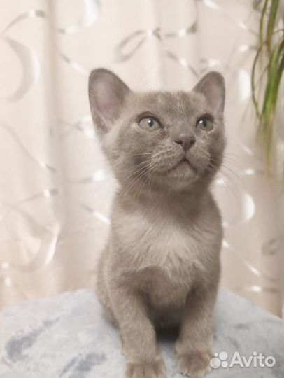 Бурманские котята