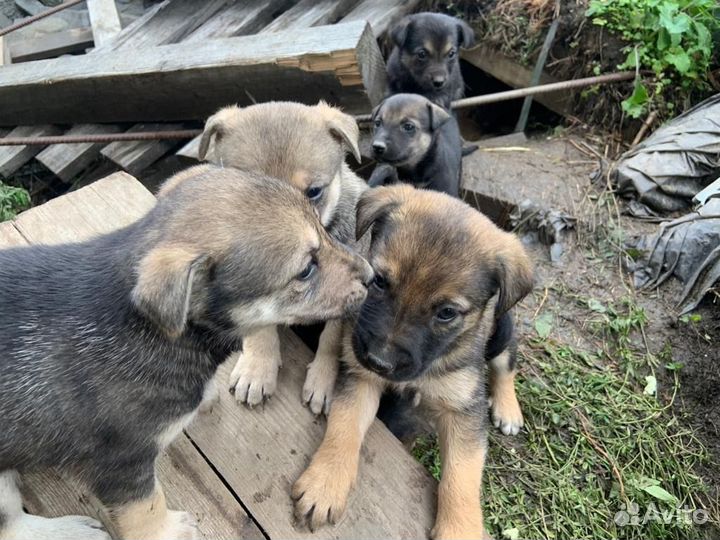 Щенки 1,5 мес