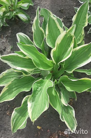 Хоста растение