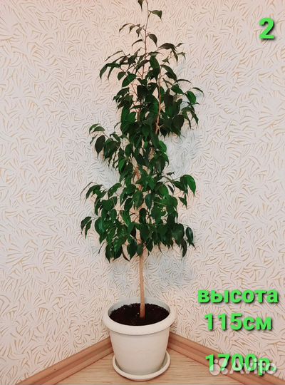 Фикус Бенджамина в светлом кашпо