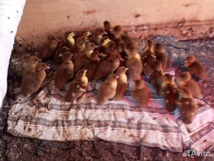 Мускусные утята индоутки тяж.кросс