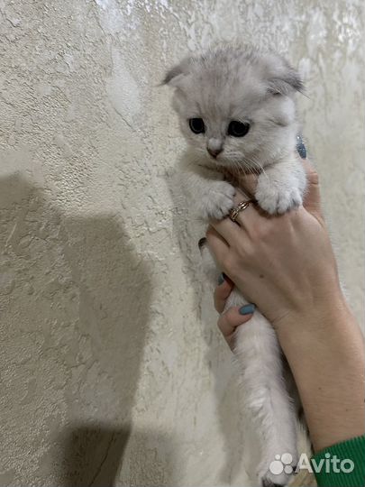 Шотландские котята