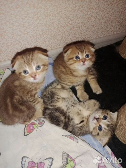 Шотландская вислоухая
