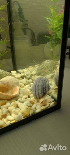 Улитки аквариумные ампулярии