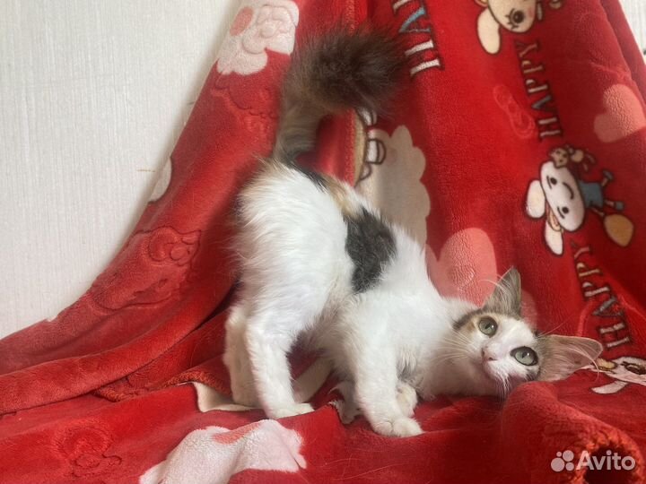 Трёхцветная кошечка Пушинка