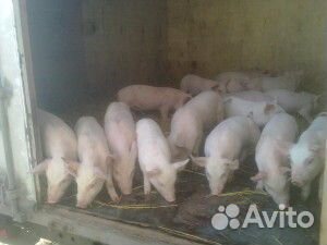 Поросята породы Крупная Белая