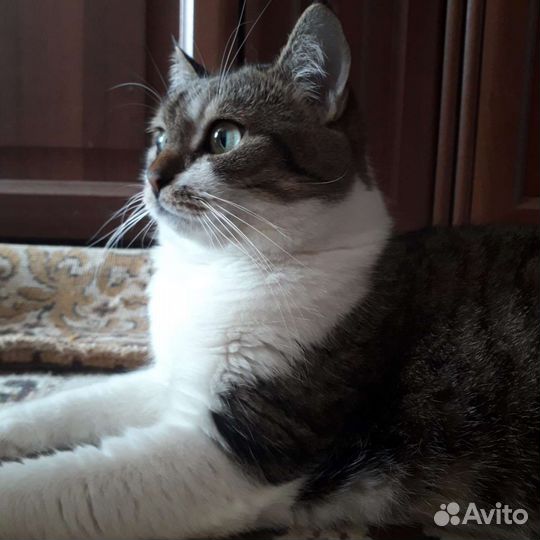 Кошка в дар