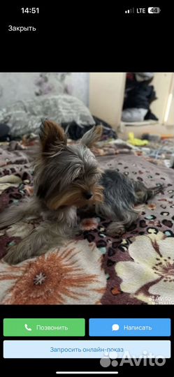 Йоркширский терьер