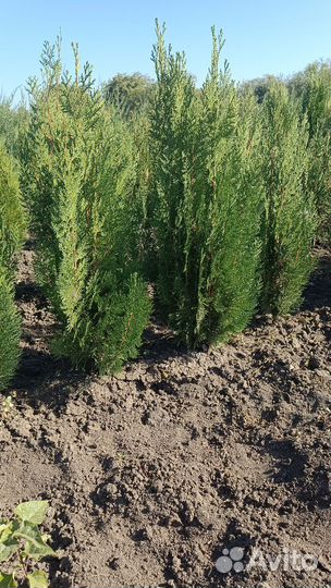 Туя восточная биота, можжевельник вергинский