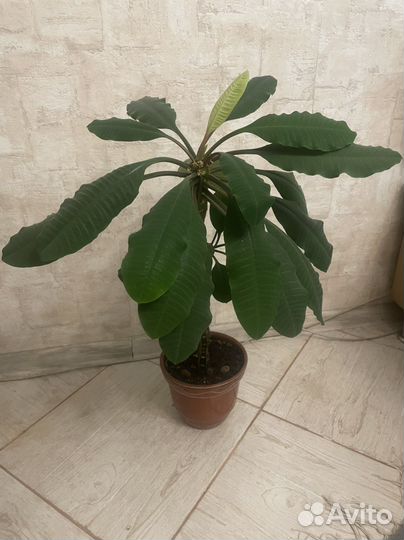 Молочай (пальма) эуфорбия