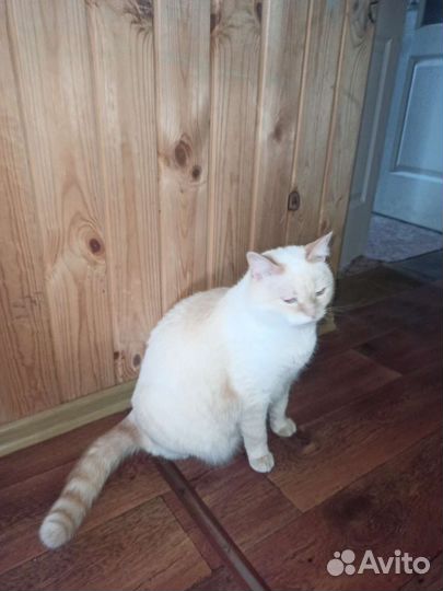 Отдам кошку Бобтейл и кота