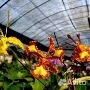 Орхидея Psychp.(Pyp.) Mariposa Special