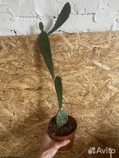 Кактус опунция