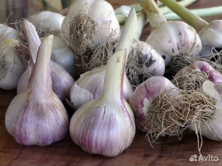 Чеснок опт