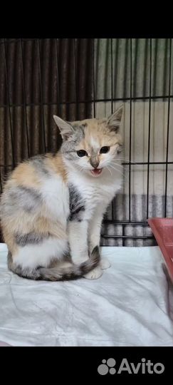 Кошка 4,5 месяца в добрые руки