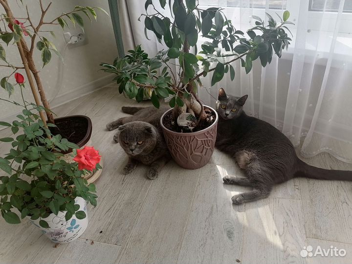 Британские котята