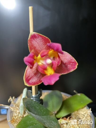Орхидея Фаленопсис
