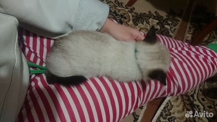 Котенок (2-2,5 месяца)