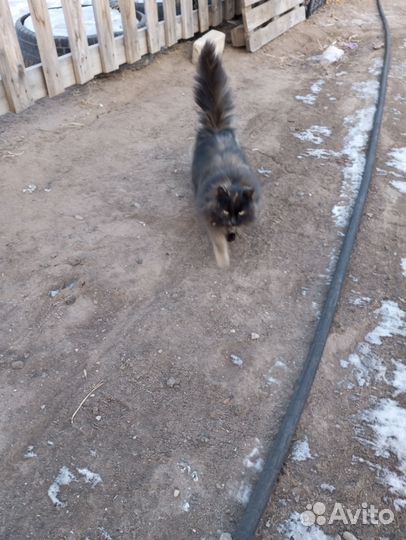 Кошка домашняя