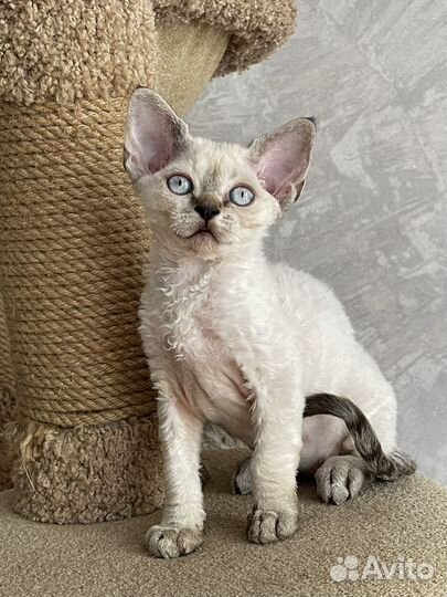 Девочка припевочка