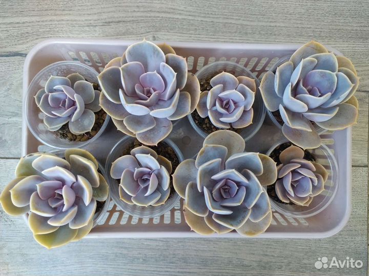 Эхеверии: шавиана и жемчужина