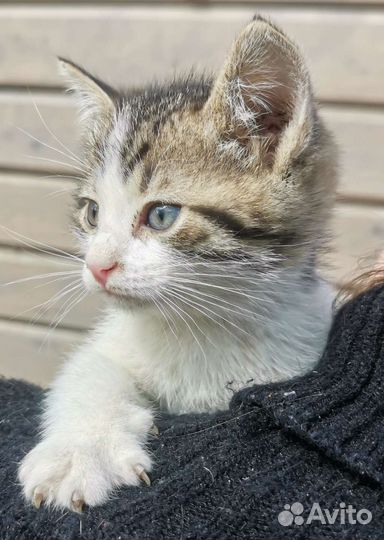 Кошки бесплатно