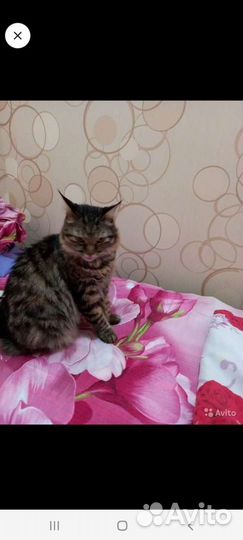 Кошка в дар