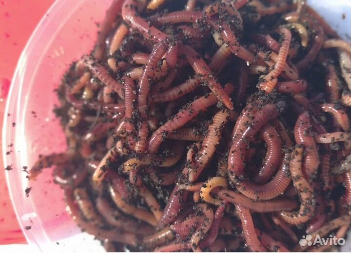 Червь дендробена