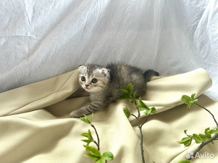 Шотландский котенок девочка