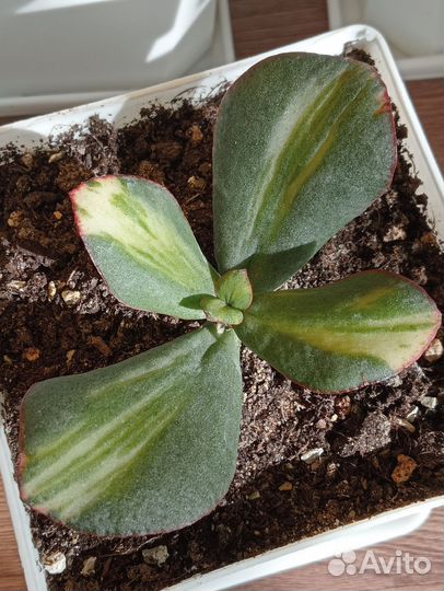 Крассула Блю Берд медиовариегатная