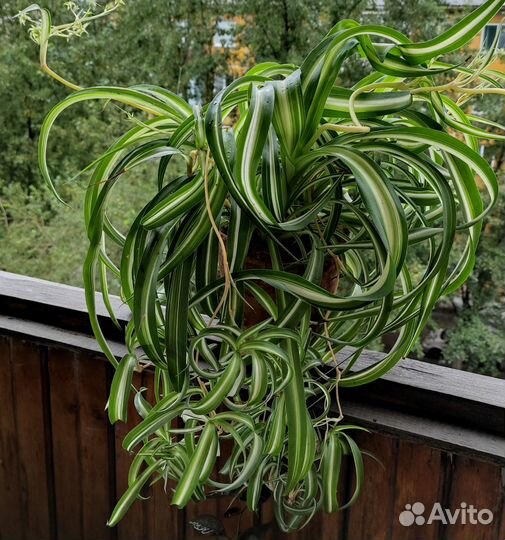 Хлорофитум Curty Locks (кудрявый), хойя