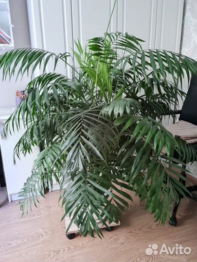 Большой комнатный цветок