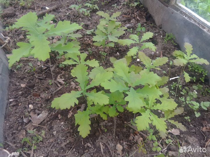 Саженцы дуба рядом с Санкт-Петербургом