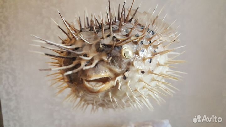 Рыба - шар С шипами(тетраодон) Ракушки