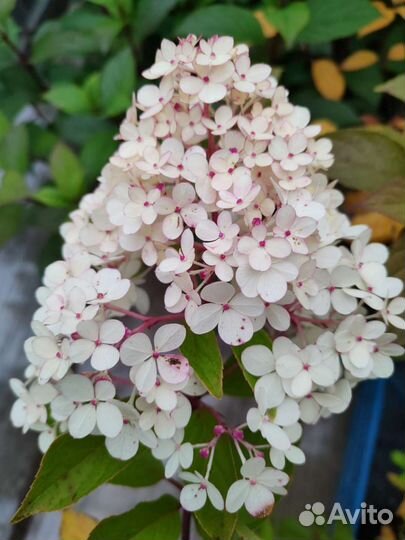 Гортензия метельчатая