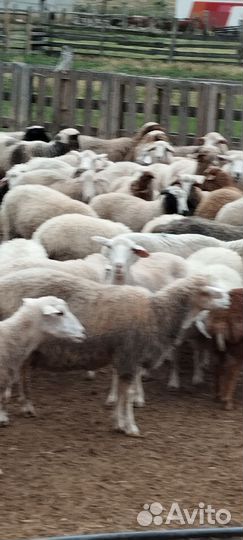 Матки откормичние