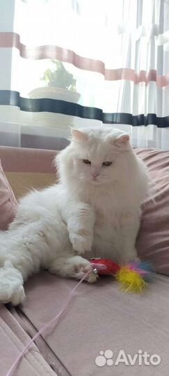 Сибирский кот