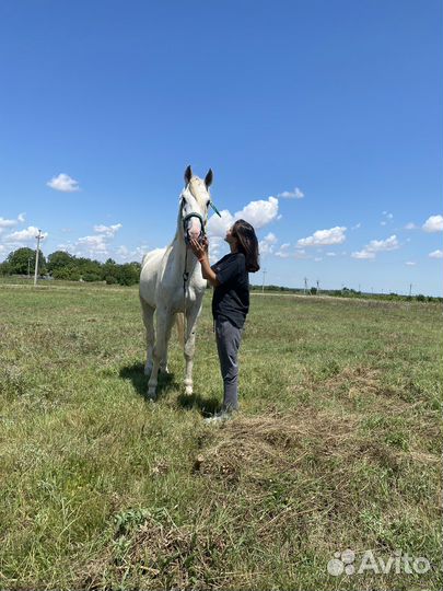 Жеребец русский рысак
