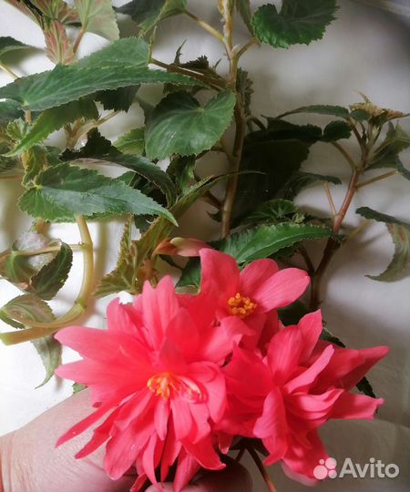 Беллекония роуз бегония ампельная