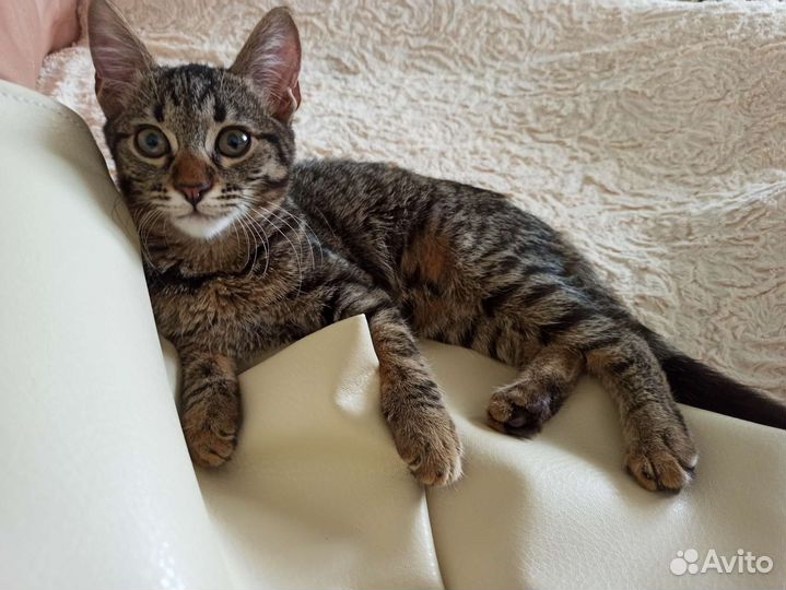 Котик 7 месяцев