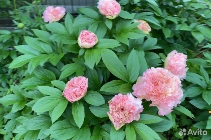 Пионы сортовые