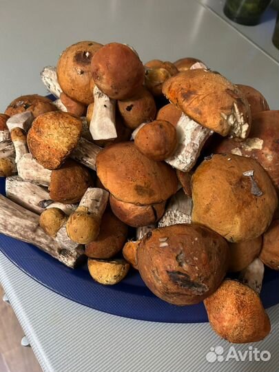 Грибы красноголовики