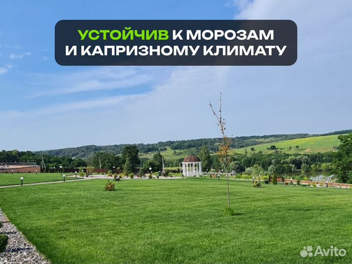 Рулонный газон Универсальный. От производителя