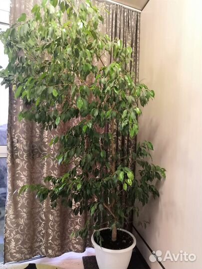Фикус бенджамина большой
