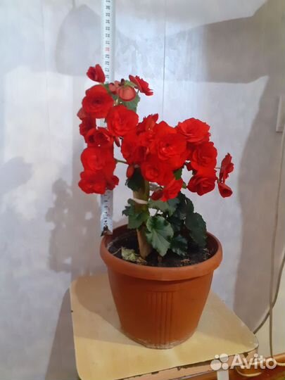 Домашние цветы в горшках