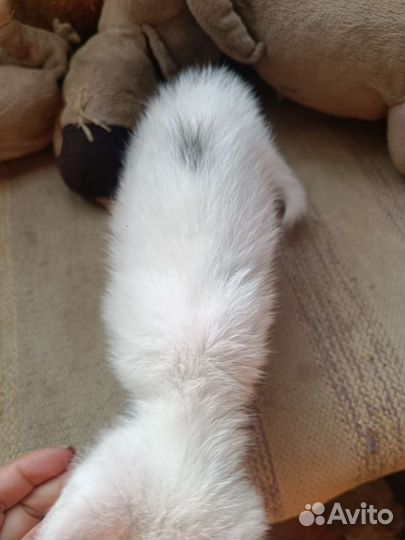 Белый Котик