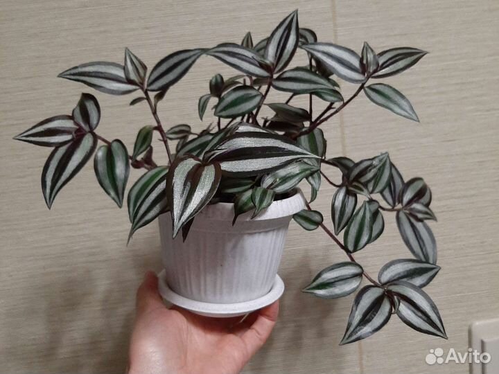 Традесканция зебрина в горшке